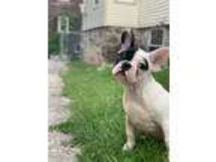 French Bulldog Puppy for sale in Methuen, MA, USA
