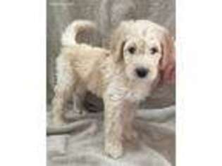 Goldendoodle Puppy for sale in Sparta, OH, USA