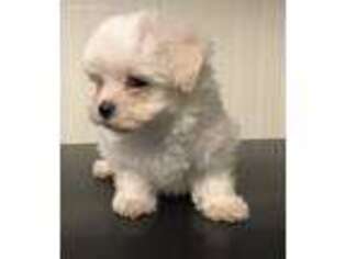 Maltese Puppy for sale in Danville, NH, USA