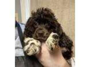 Cocker Spaniel Puppy for sale in Kettering, OH, USA
