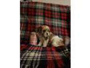 Mutt Puppy for sale in Antigo, WI, USA