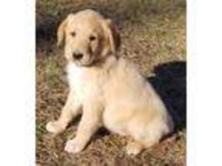 Labradoodle Puppy for sale in Loysville, PA, USA