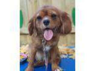 Cavalier King Charles Spaniel Puppy for sale in Goshen, IN, USA