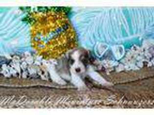 Mutt Puppy for sale in Hartselle, AL, USA