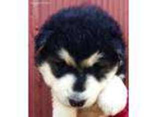 Alaskan Malamute Puppy for sale in Notasulga, AL, USA