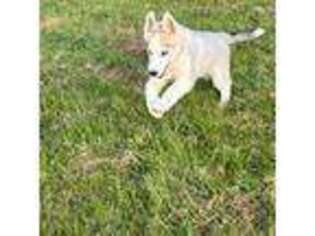 Siberian Husky Puppy for sale in Westfield, VT, USA