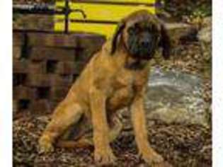 Mastiff Puppy for sale in Lititz, PA, USA