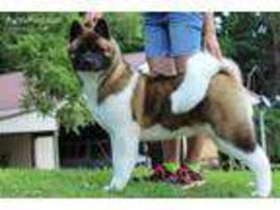 Akita Puppy for sale in Richmond, KY, USA
