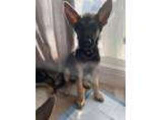 German Shepherd Dog Puppy for sale in Linwood, NJ, USA