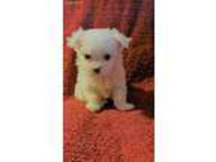 Maltese Puppy for sale in Loveland, OH, USA