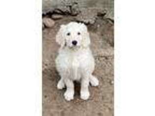 Goldendoodle Puppy for sale in Waupaca, WI, USA