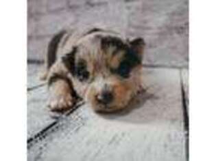 Mutt Puppy for sale in Goshen, IN, USA