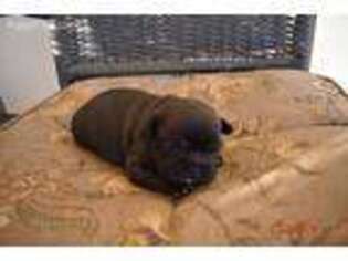French Bulldog Puppy for sale in Pelsor, AR, USA
