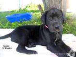 Great Dane Puppy for sale in PRIOR LAKE, MN, USA