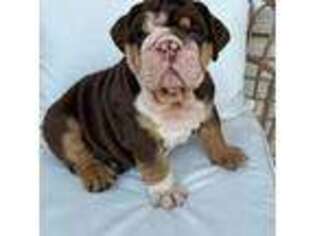 Bulldog Puppy for sale in South Elgin, IL, USA
