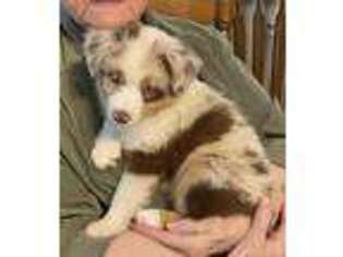 Miniature Australian Shepherd Puppy for sale in Birmingham, AL, USA