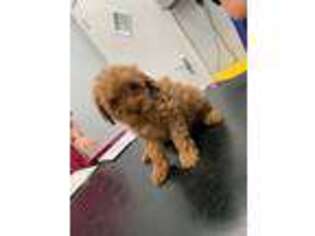 Cavapoo Puppy for sale in Lansdale, PA, USA