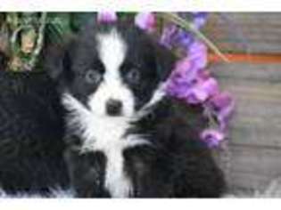 Miniature Australian Shepherd Puppy for sale in Exeter, MO, USA