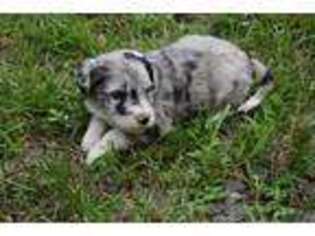 Mutt Puppy for sale in East Bend, NC, USA