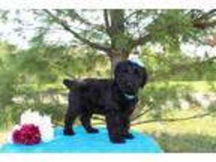 Mutt Puppy for sale in Walhonding, OH, USA