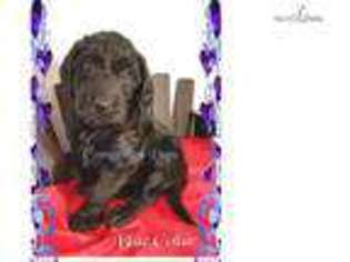 Labradoodle Puppy for sale in Chattanooga, TN, USA