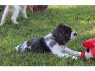Cocker Spaniel Puppy for sale in Farmington, MO, USA