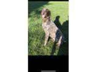 German Shorthaired Pointer Puppy for sale in Monett, MO, USA