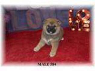 Shiba Inu Puppy for sale in Berlin Heights, OH, USA