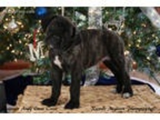 Cane Corso Puppy for sale in Rockford, IL, USA