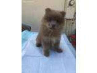 Pomeranian Puppy for sale in Huntington Park, CA, USA