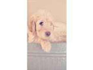 Labradoodle Puppy for sale in Jay, ME, USA