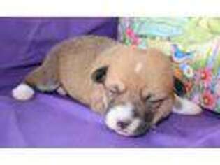 Pembroke Welsh Corgi Puppy for sale in Bells, TX, USA