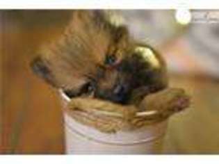 Pomeranian Puppy for sale in Kansas City, MO, USA