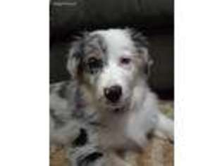 Australian Shepherd Puppy for sale in Tunnel Hill, GA, USA