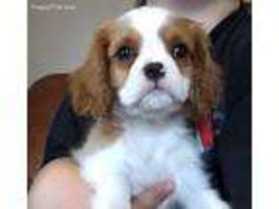 Cavalier King Charles Spaniel Puppy for sale in Kingsley, MI, USA