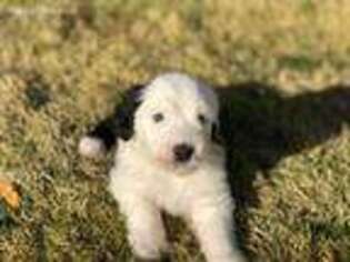 Old English Sheepdog Puppy for sale in Stevenson Ranch, CA, USA