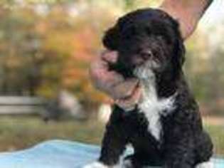 Portuguese Water Dog Puppy for sale in Lake Ann, MI, USA