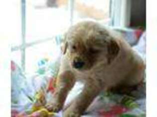 Golden Retriever Puppy for sale in Jetersville, VA, USA