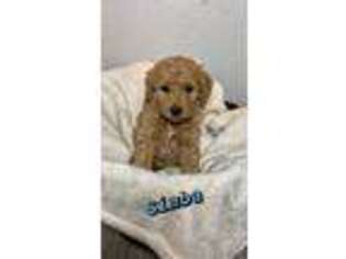Goldendoodle Puppy for sale in Magnolia, TX, USA