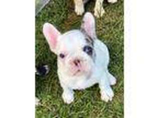 French Bulldog Puppy for sale in Mazomanie, WI, USA