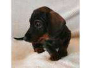 Dachshund Puppy for sale in Hornsea, East Riding of Yorkshire (England), United Kingdom