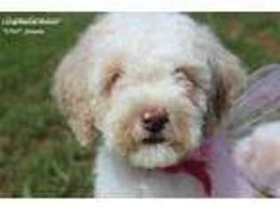 Labradoodle Puppy for sale in Hurt, VA, USA