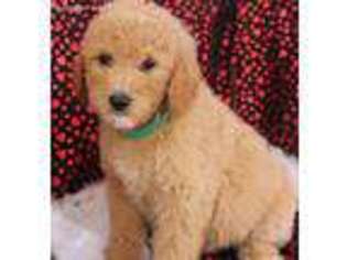 Goldendoodle Puppy for sale in Locust Grove, OK, USA