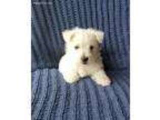 West Highland White Terrier Puppy for sale in Hastings, NE, USA