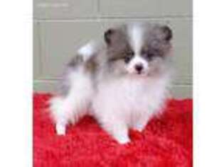 Pomeranian Puppy for sale in San Luis Obispo, CA, USA