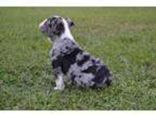Bulldog Puppy for sale in Ville Platte, LA, USA