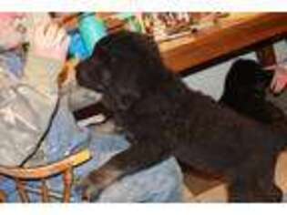 Tibetan Mastiff Puppy for sale in Clayton, IN, USA