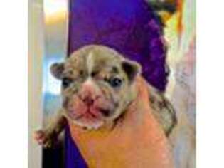 French Bulldog Puppy for sale in Palm Springs, CA, USA