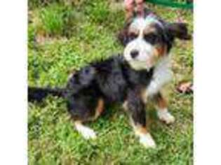 Mutt Puppy for sale in Alexander City, AL, USA