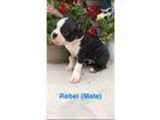 Boston Terrier Puppy for sale in Cedar City, UT, USA
